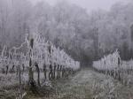 Vignes de Monteberiot sous le givre