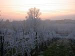 Vignes de Monteberiot sous le givre